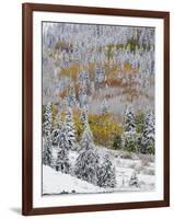 Snow Covered Aspens, Maroon Bells, Colorado, USA-Terry Eggers-Framed Photographic Print