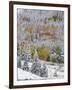 Snow Covered Aspens, Maroon Bells, Colorado, USA-Terry Eggers-Framed Photographic Print