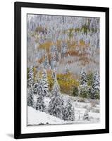 Snow Covered Aspens, Maroon Bells, Colorado, USA-Terry Eggers-Framed Photographic Print