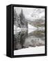 Snow Covered Aspens, Maroon Bells, Colorado, USA-Terry Eggers-Framed Stretched Canvas