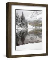 Snow Covered Aspens, Maroon Bells, Colorado, USA-Terry Eggers-Framed Photographic Print