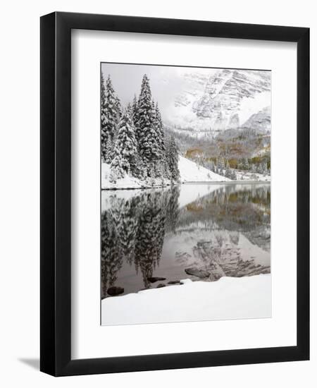 Snow Covered Aspens, Maroon Bells, Colorado, USA-Terry Eggers-Framed Photographic Print