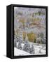 Snow Covered Aspens, Maroon Bells, Colorado, USA-Terry Eggers-Framed Stretched Canvas
