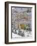 Snow Covered Aspens, Maroon Bells, Colorado, USA-Terry Eggers-Framed Photographic Print