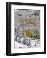 Snow Covered Aspens, Maroon Bells, Colorado, USA-Terry Eggers-Framed Photographic Print