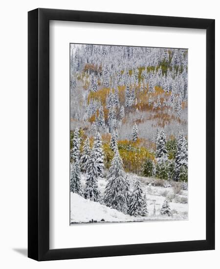 Snow Covered Aspens, Maroon Bells, Colorado, USA-Terry Eggers-Framed Photographic Print