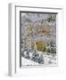 Snow Covered Aspens, Maroon Bells, Colorado, USA-Terry Eggers-Framed Photographic Print