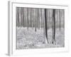 Snow-Covered Beeches in the Viennese Wood, Austria-Rainer Mirau-Framed Photographic Print