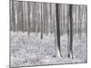 Snow-Covered Beeches in the Viennese Wood, Austria-Rainer Mirau-Mounted Photographic Print