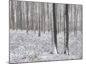 Snow-Covered Beeches in the Viennese Wood, Austria-Rainer Mirau-Mounted Photographic Print