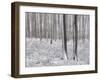 Snow-Covered Beeches in the Viennese Wood, Austria-Rainer Mirau-Framed Photographic Print