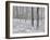 Snow-Covered Beeches in the Viennese Wood, Austria-Rainer Mirau-Framed Photographic Print