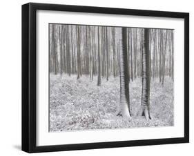 Snow-Covered Beeches in the Viennese Wood, Austria-Rainer Mirau-Framed Photographic Print