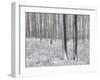 Snow-Covered Beeches in the Viennese Wood, Austria-Rainer Mirau-Framed Photographic Print