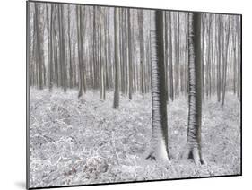 Snow-Covered Beeches in the Viennese Wood, Austria-Rainer Mirau-Mounted Photographic Print