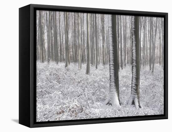 Snow-Covered Beeches in the Viennese Wood, Austria-Rainer Mirau-Framed Stretched Canvas