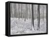 Snow-Covered Beeches in the Viennese Wood, Austria-Rainer Mirau-Framed Stretched Canvas