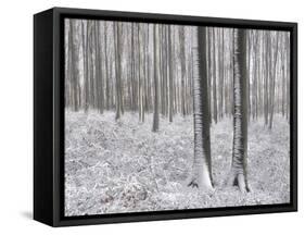 Snow-Covered Beeches in the Viennese Wood, Austria-Rainer Mirau-Framed Stretched Canvas