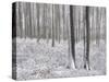 Snow-Covered Beeches in the Viennese Wood, Austria-Rainer Mirau-Stretched Canvas
