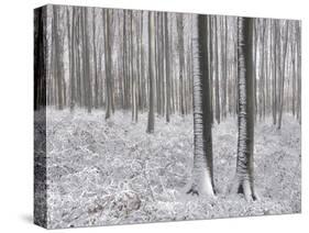 Snow-Covered Beeches in the Viennese Wood, Austria-Rainer Mirau-Stretched Canvas
