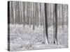 Snow-Covered Beeches in the Viennese Wood, Austria-Rainer Mirau-Stretched Canvas