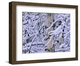 Snow Covered Birch Trees, Bavaria, Germany-Martin Gabriel-Framed Premium Photographic Print