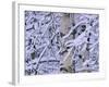 Snow Covered Birch Trees, Bavaria, Germany-Martin Gabriel-Framed Photographic Print