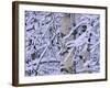 Snow Covered Birch Trees, Bavaria, Germany-Martin Gabriel-Framed Photographic Print