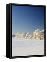 Snow-Covered Birch Trees, Schauinsland Mountain, Black Forest, Baden Wurttemberg, Germany, Europe-Marcus Lange-Framed Stretched Canvas