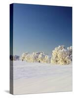 Snow-Covered Birch Trees, Schauinsland Mountain, Black Forest, Baden Wurttemberg, Germany, Europe-Marcus Lange-Stretched Canvas