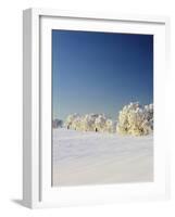 Snow-Covered Birch Trees, Schauinsland Mountain, Black Forest, Baden Wurttemberg, Germany, Europe-Marcus Lange-Framed Photographic Print