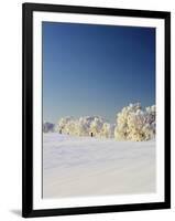 Snow-Covered Birch Trees, Schauinsland Mountain, Black Forest, Baden Wurttemberg, Germany, Europe-Marcus Lange-Framed Photographic Print