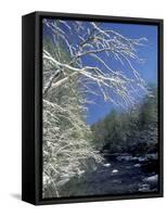Snow-Covered Branches on Little River, Great Smoky Mountains National Park, Tennessee, USA-Adam Jones-Framed Stretched Canvas