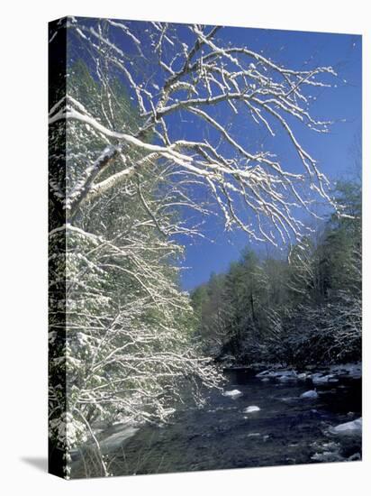 Snow-Covered Branches on Little River, Great Smoky Mountains National Park, Tennessee, USA-Adam Jones-Stretched Canvas