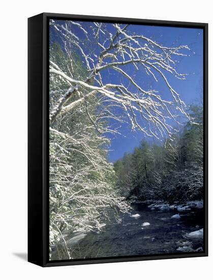 Snow-Covered Branches on Little River, Great Smoky Mountains National Park, Tennessee, USA-Adam Jones-Framed Stretched Canvas