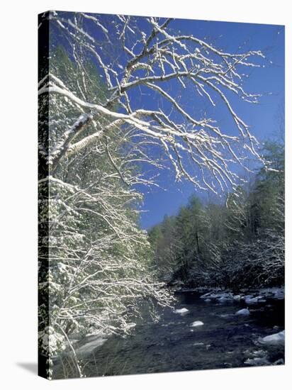 Snow-Covered Branches on Little River, Great Smoky Mountains National Park, Tennessee, USA-Adam Jones-Stretched Canvas