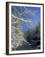 Snow-Covered Branches on Little River, Great Smoky Mountains National Park, Tennessee, USA-Adam Jones-Framed Premium Photographic Print