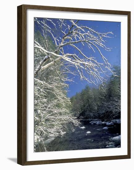 Snow-Covered Branches on Little River, Great Smoky Mountains National Park, Tennessee, USA-Adam Jones-Framed Premium Photographic Print