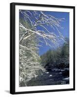 Snow-Covered Branches on Little River, Great Smoky Mountains National Park, Tennessee, USA-Adam Jones-Framed Premium Photographic Print