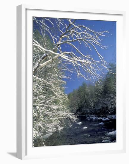 Snow-Covered Branches on Little River, Great Smoky Mountains National Park, Tennessee, USA-Adam Jones-Framed Premium Photographic Print