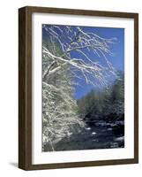 Snow-Covered Branches on Little River, Great Smoky Mountains National Park, Tennessee, USA-Adam Jones-Framed Photographic Print