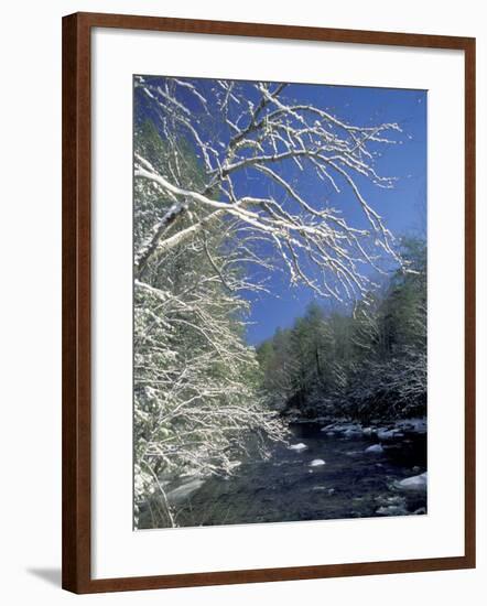 Snow-Covered Branches on Little River, Great Smoky Mountains National Park, Tennessee, USA-Adam Jones-Framed Photographic Print