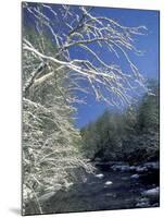Snow-Covered Branches on Little River, Great Smoky Mountains National Park, Tennessee, USA-Adam Jones-Mounted Photographic Print