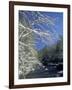 Snow-Covered Branches on Little River, Great Smoky Mountains National Park, Tennessee, USA-Adam Jones-Framed Photographic Print