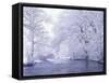Snow Covered Branches Overhanging Beargrass Creek, Louisville, Kentucky, USA-Adam Jones-Framed Stretched Canvas