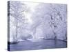 Snow Covered Branches Overhanging Beargrass Creek, Louisville, Kentucky, USA-Adam Jones-Stretched Canvas