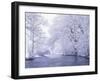 Snow Covered Branches Overhanging Beargrass Creek, Louisville, Kentucky, USA-Adam Jones-Framed Photographic Print