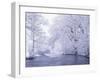 Snow Covered Branches Overhanging Beargrass Creek, Louisville, Kentucky, USA-Adam Jones-Framed Photographic Print