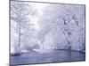 Snow Covered Branches Overhanging Beargrass Creek, Louisville, Kentucky, USA-Adam Jones-Mounted Photographic Print