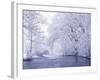 Snow Covered Branches Overhanging Beargrass Creek, Louisville, Kentucky, USA-Adam Jones-Framed Photographic Print